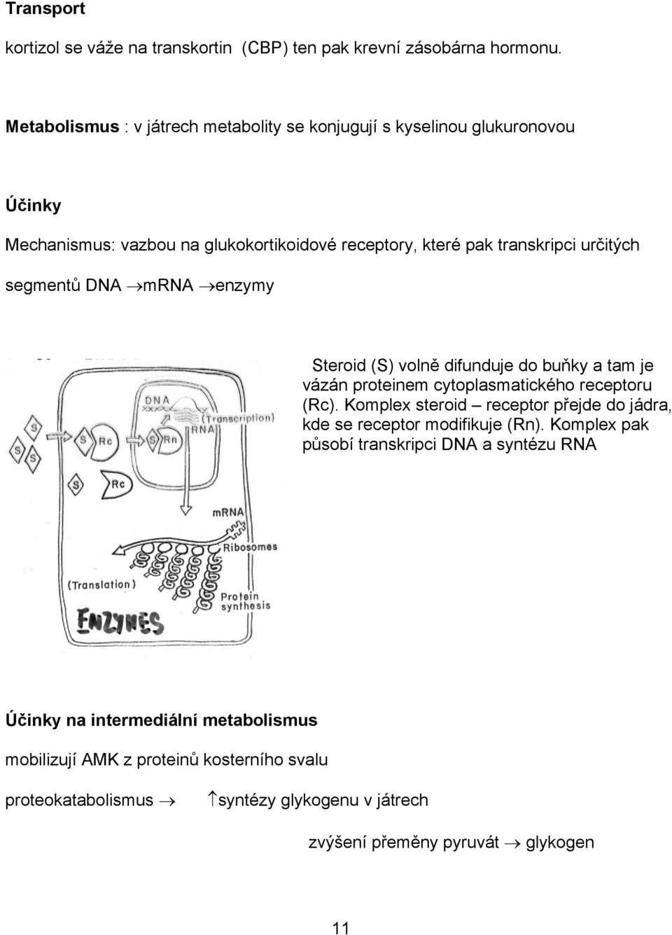 segmentů DNA mrna enzymy Steroid (S) volně difunduje do buňky a tam je vázán proteinem cytoplasmatického receptoru (Rc).