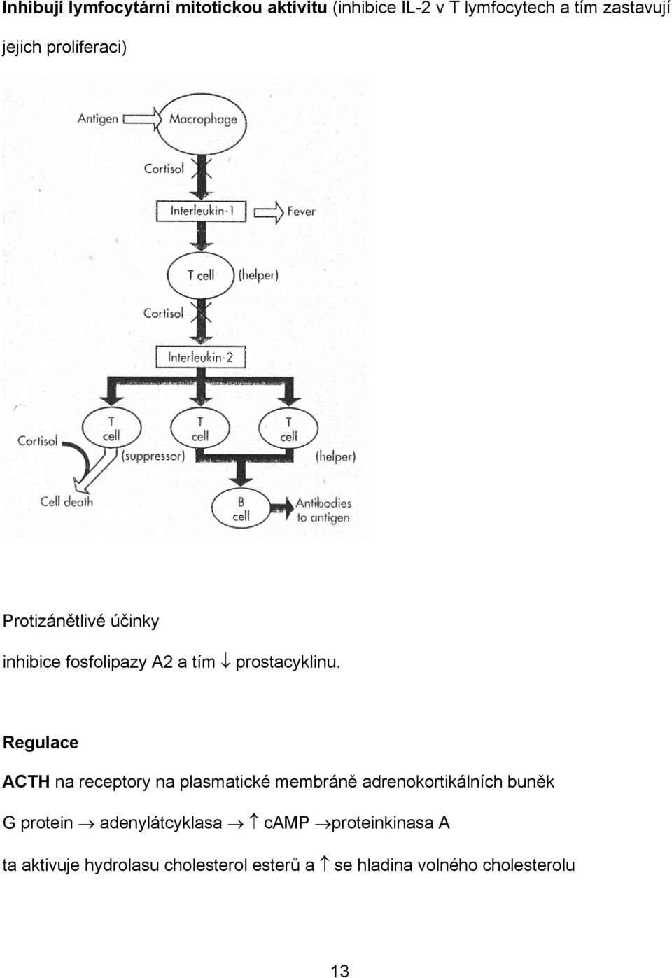 Regulace ACTH na receptory na plasmatické membráně adrenokortikálních buněk G protein