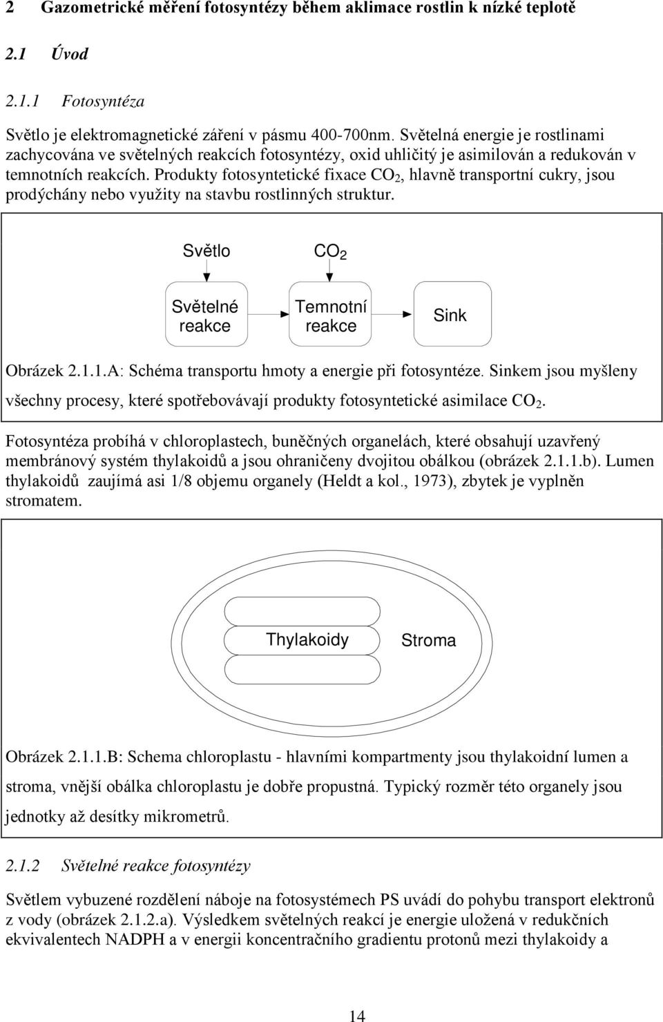 Produkty fotosyntetické fixace CO 2, hlavně transportní cukry, jsou prodýchány nebo využity na stavbu rostlinných struktur. Světlo CO 2 Světelné reakce Temnotní reakce Sink Obrázek 2.1.