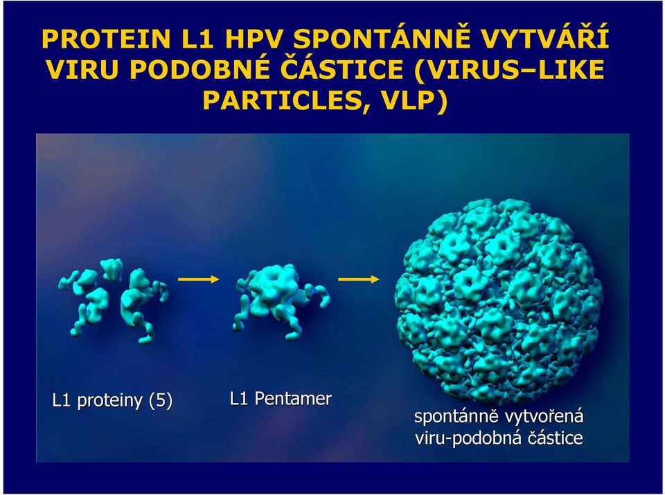 VLP) L1 proteiny (5) L1 Pentamer