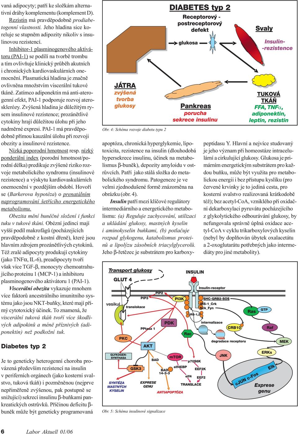 Inhibitor-1 plasminogenového aktivátoru (PAI-1) se podílí na tvorbì trombu a tím ovlivòuje klinický prùbìh akutních i chronických kardiovaskulárních onemocnìní.