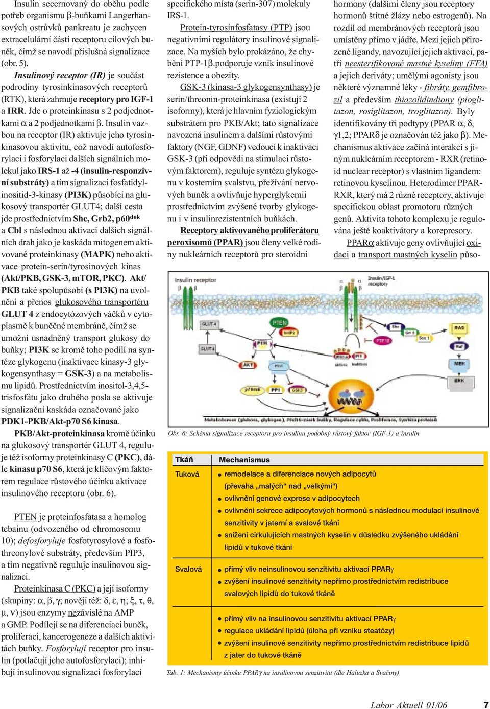 Insulin vazbou na receptor (IR) aktivuje jeho tyrosinkinasovou aktivitu, což navodí autofosforylaci i fosforylaci dalších signálních molekul jako IRS-1 až -4 (insulin-responzivní substráty) a tím