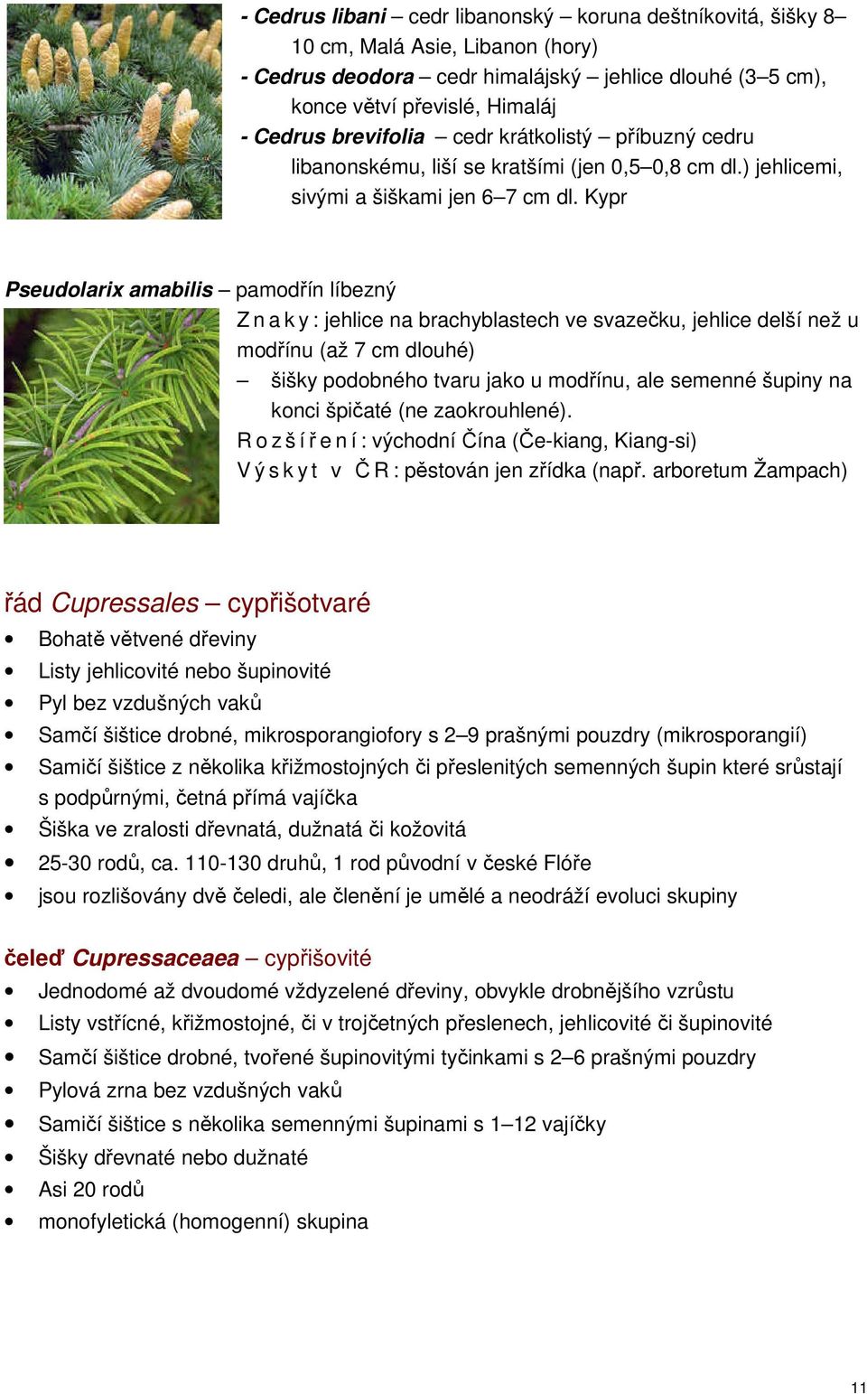 Kypr Pseudolarix amabilis pamodřín líbezný Z n a k y : jehlice na brachyblastech ve svazečku, jehlice delší než u modřínu (až 7 cm dlouhé) šišky podobného tvaru jako u modřínu, ale semenné šupiny na