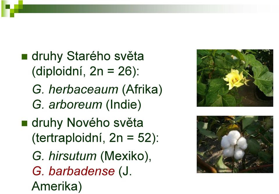 arboreum (Indie) druhy Nového světa