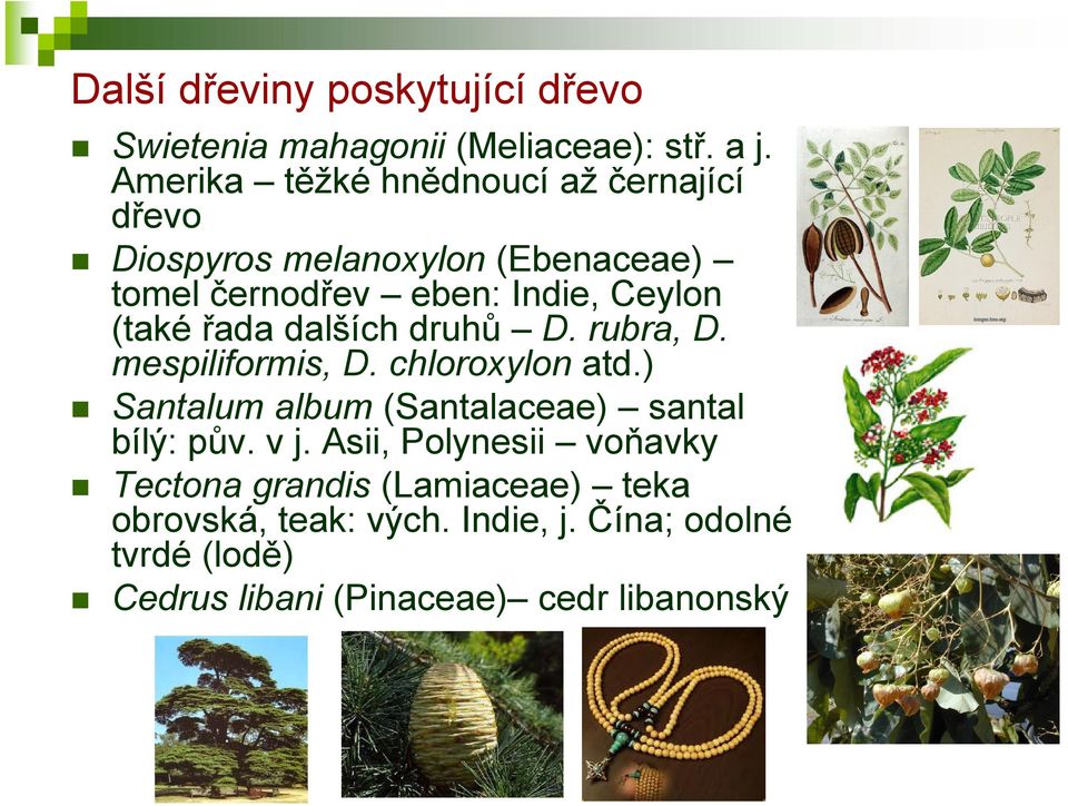 (také řada dalších druhů D. rubra, D. mespiliformis, D. chloroxylon atd.