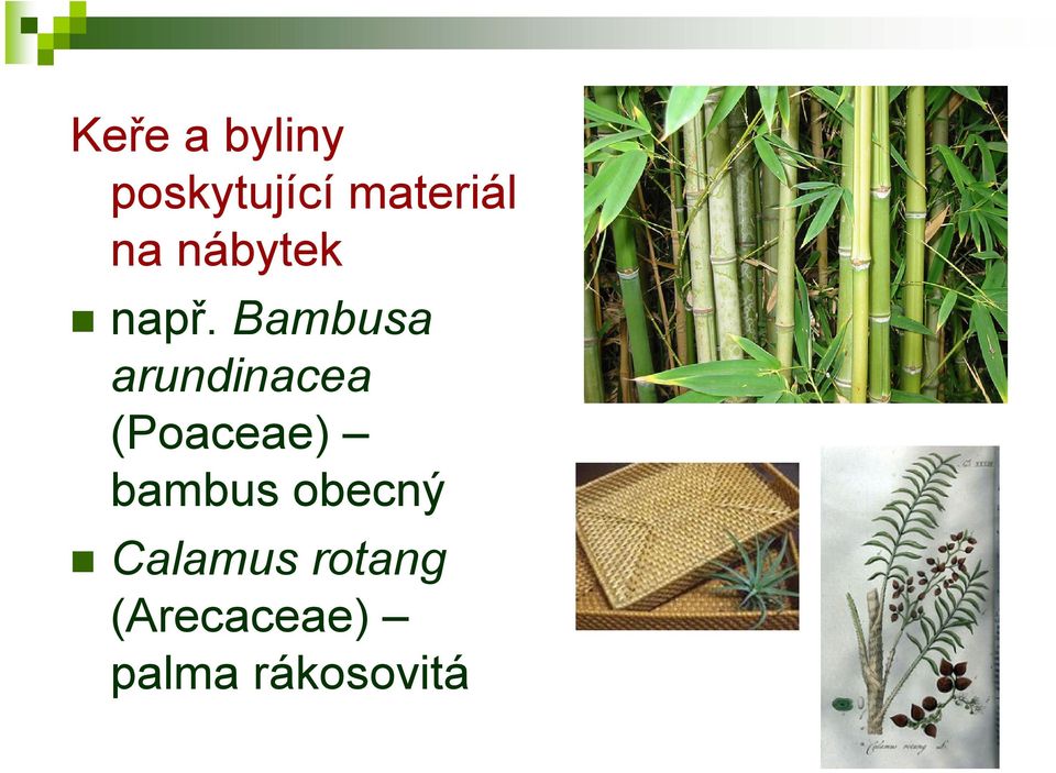 Bambusa arundinacea (Poaceae)
