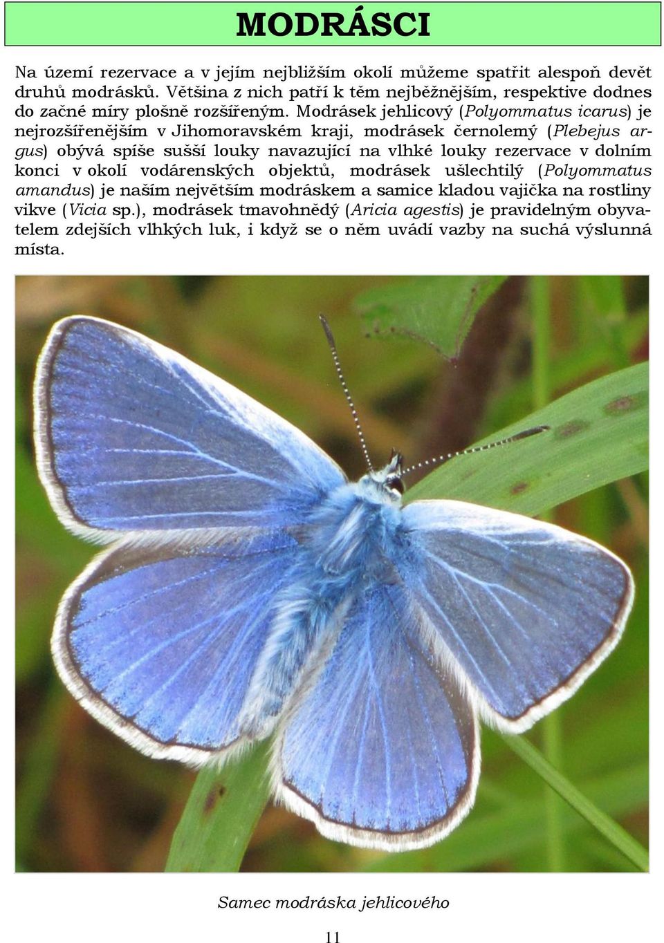 Modrásek jehlicový (Polyommatus icarus) je nejrozšířenějším v Jihomoravském kraji, modrásek černolemý (Plebejus argus) obývá spíše sušší louky navazující na vlhké louky