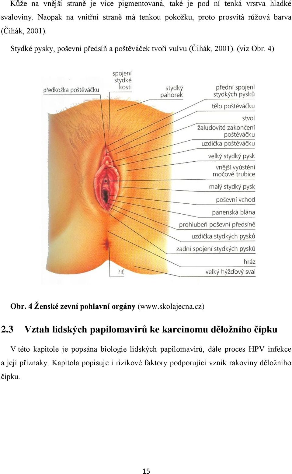 Stydké pysky, poševní předsíň a poštěváček tvoří vulvu (Čihák, 2001). (viz Obr. 4) Obr. 4 Ženské zevní pohlavní orgány (www.skolajecna.