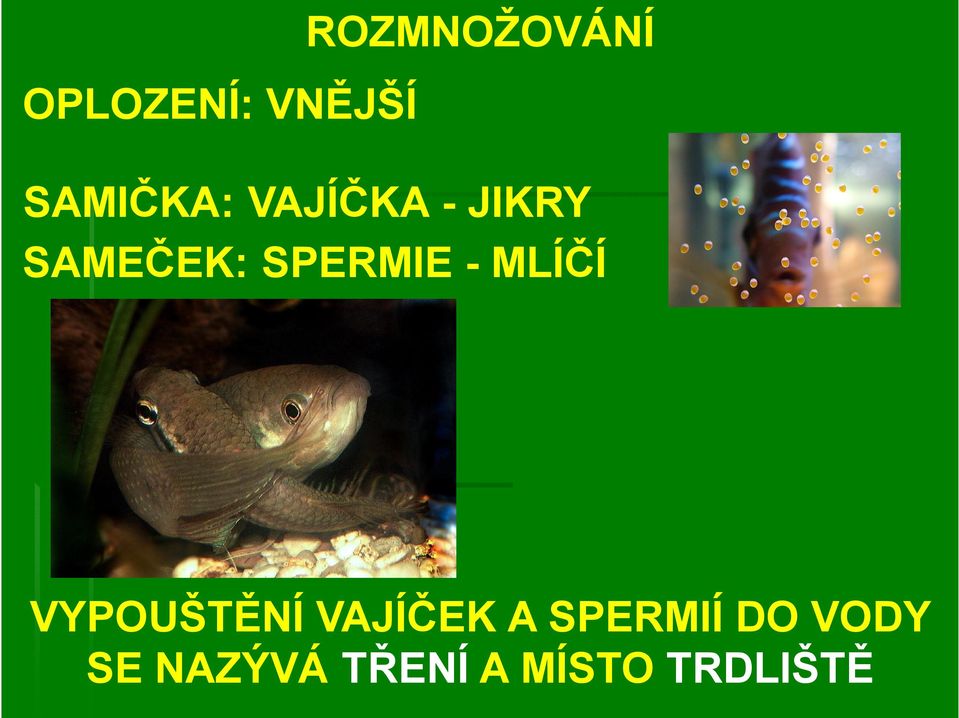 SPERMIE - MLÍČÍ VYPOUŠTĚNÍ VAJÍČEK A