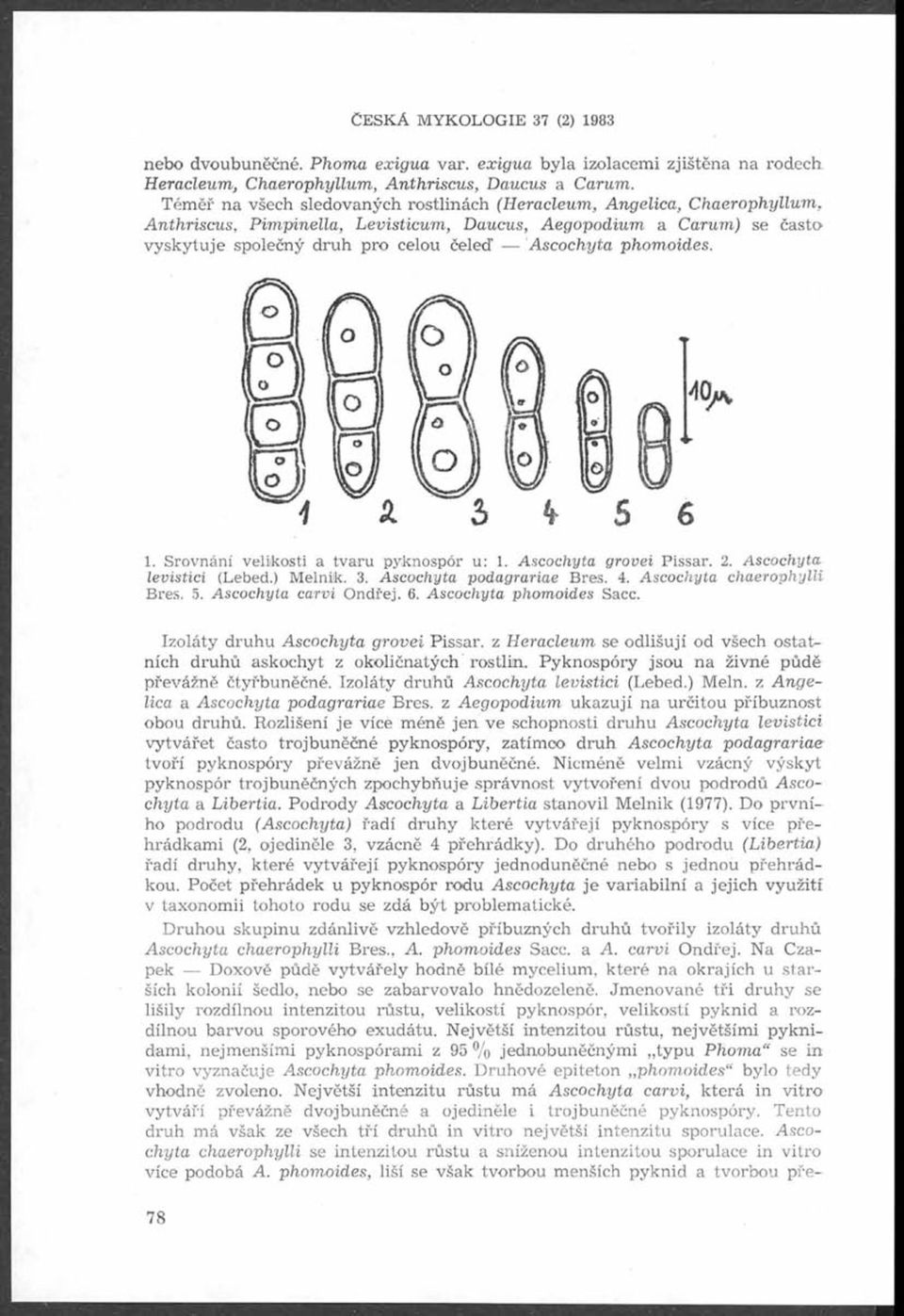 Ascochyta phomoides. 1^1Bio X. Srovnání velikosti a tvaru pyiknospór u: 1. Ascochyta grovei Pissar. 2. Ascochyta. levistici (Lebed.) Melnik. 3. Ascochyta podagrariae Bres. 4.