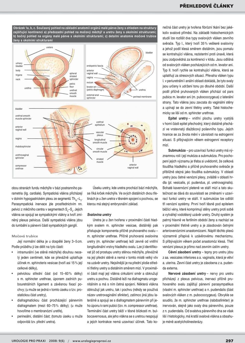 na orgány malé pánve s okolními strukturami; c) detailní anatomie močové trubice ženy s okolními strukturami urinary bladder body trigone neck bladder urethra urethral smooth muscle sphincter