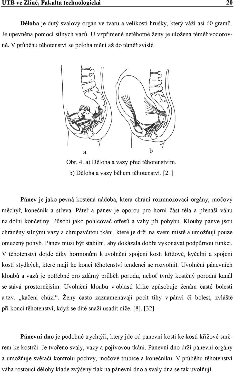 [21] Pánev je jako pevná kostěná nádoba, která chrání rozmnožovací orgány, močový měchýř, konečník a střeva. Páteř a pánev je oporou pro horní část těla a přenáší váhu na dolní končetiny.