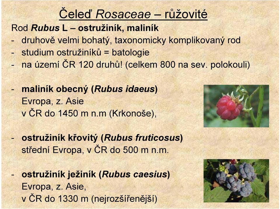 polokouli) - maliník obecný (Rubus idaeus) Evropa, z. Asie v ČR do 1450 m n.