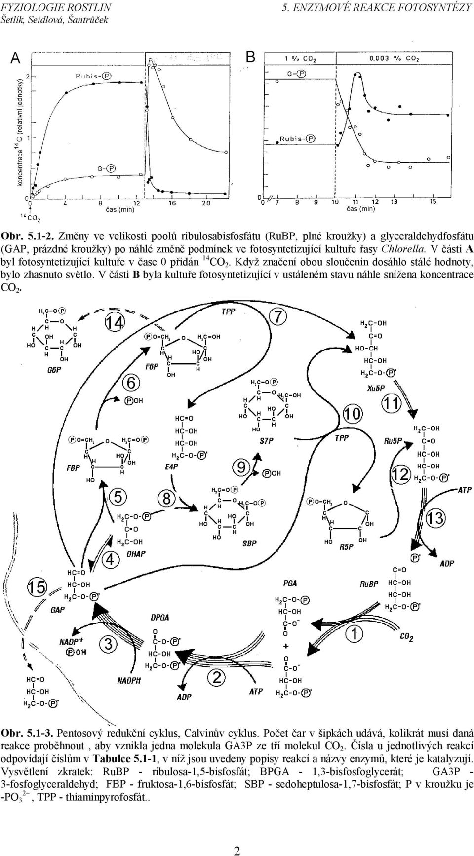 V části B byla kultuře fotosyntetizující v ustáleném stavu náhle snížena koncentrace O 2. Obr. 5.1-3. Pentosový redukční cyklus, alvinův cyklus.
