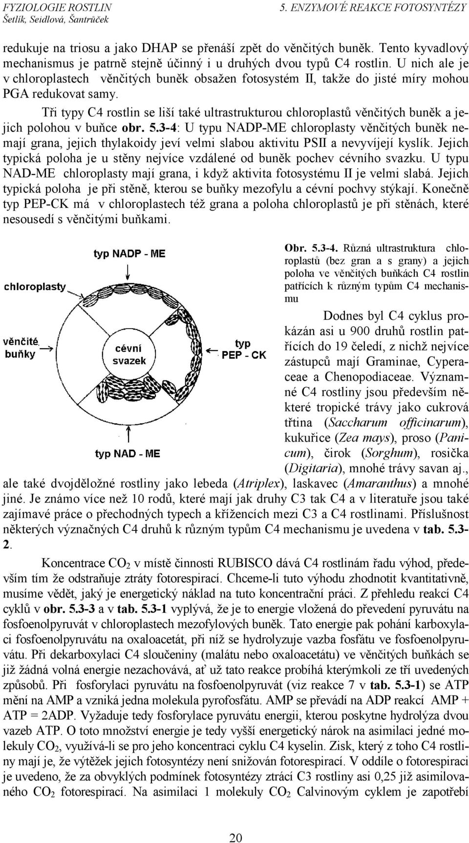 Tři typy 4 rostlin se liší také ultrastrukturou chloroplastů věnčitých buněk a jejich polohou v buňce obr. 5.