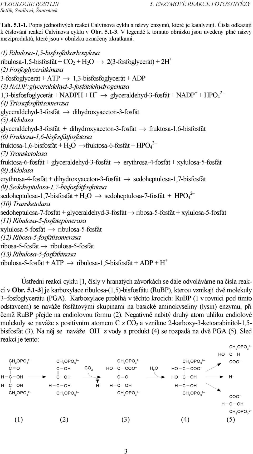 (1) Ribulosa-1,5-bisfosfátkarboxylasa ribulosa-1,5-bisfosfát + O 2 + 2 O 2(3-fosfoglycerát) + 2 + (2) Fosfoglycerátkinasa 3-fosfoglycerát + ATP 1,3-bisfosfoglycerát + ADP (3)