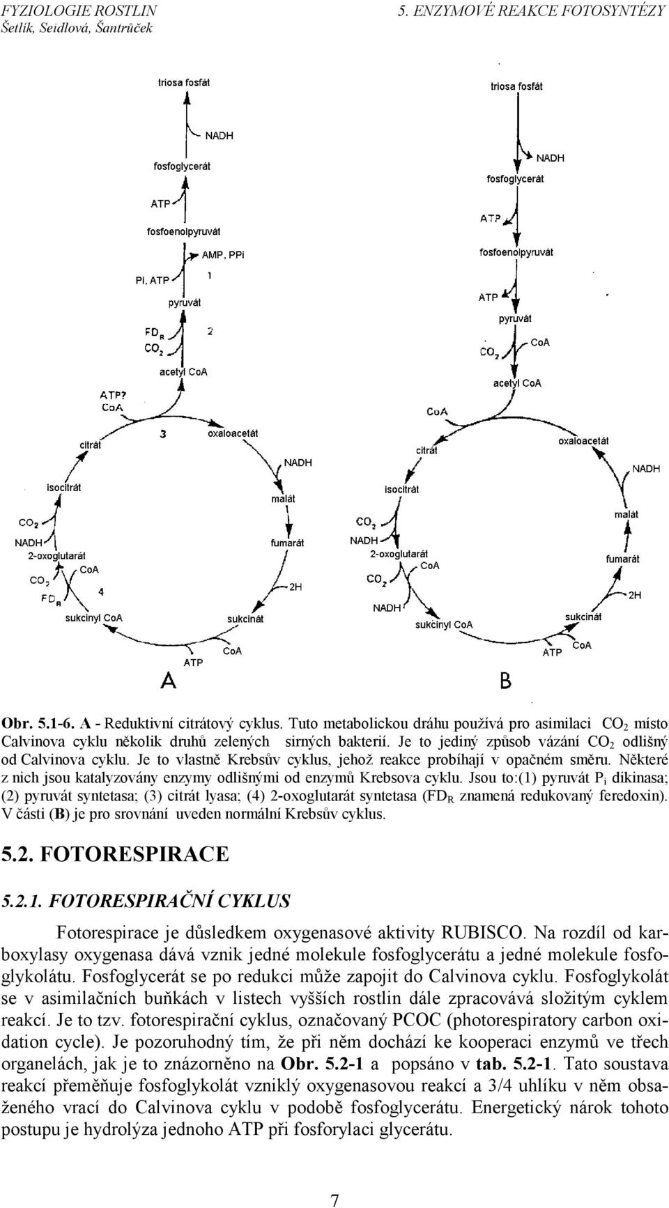 Některé z nich jsou katalyzovány enzymy odlišnými od enzymů Krebsova cyklu.