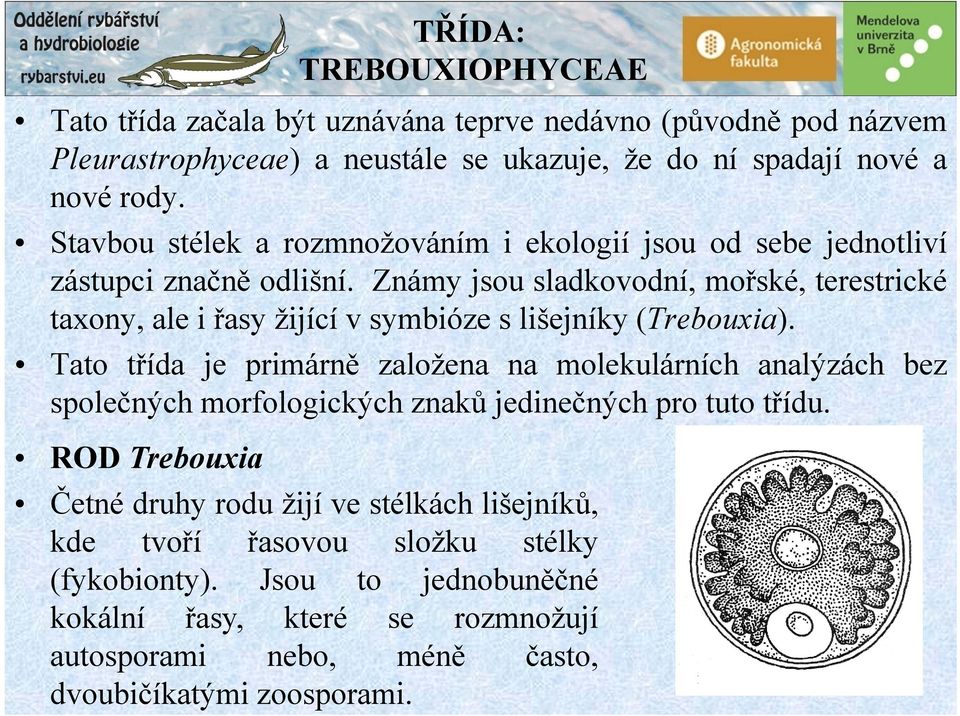 Známy jsou sladkovodní, mořské, terestrické taxony, ale i řasy žijící v symbióze s lišejníky (Trebouxia).