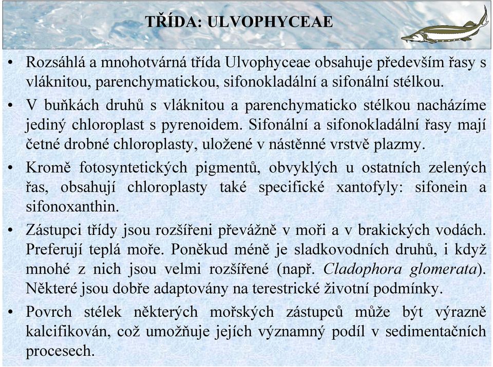 Kromě fotosyntetických pigmentů, obvyklých u ostatních zelených řas, obsahují chloroplasty také specifické xantofyly: sifonein a sifonoxanthin.