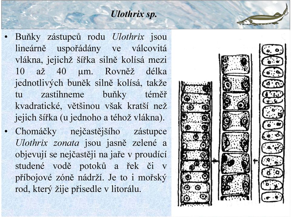 Rovněž délka jednotlivých buněk silně kolísá, takže tu zastihneme buňky téměř kvadratické, většinou však kratší než jejich