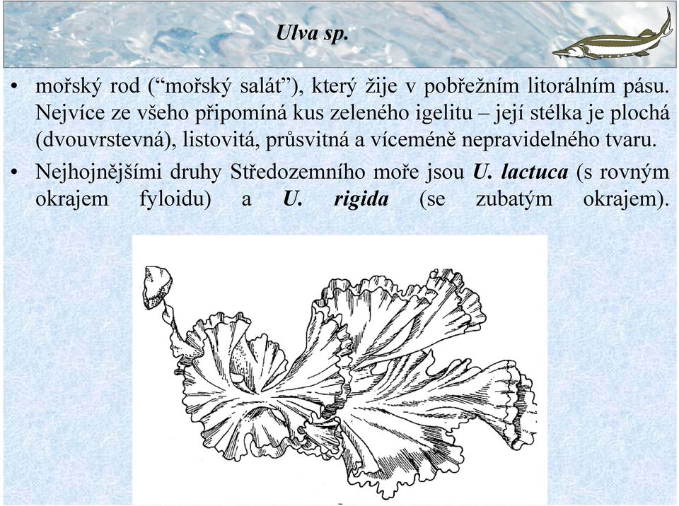 listovitá, průsvitná a víceméně nepravidelného tvaru.