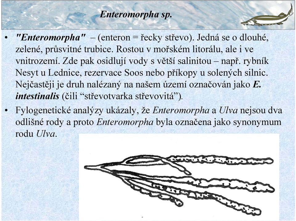 rybník Nesyt u Lednice, rezervace Soos nebo příkopy u solených silnic.