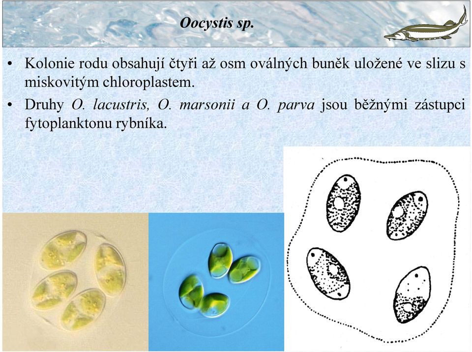 buněk uložené ve slizu s miskovitým