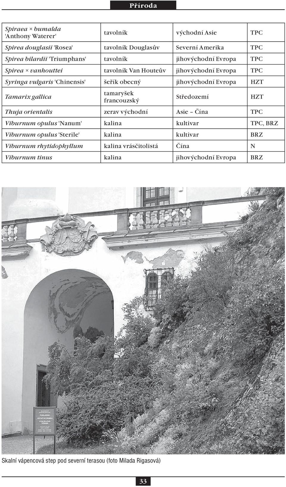 tamaryšek francouzský Středozemí HZT Thuja orientalis zerav východní Asie Čína TPC Viburnum opulus 'Nanum' kalina kultivar TPC, BRZ Viburnum opulus 'Sterile' kalina