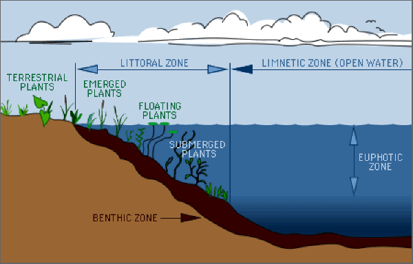 Bentál - dno litorál - příbřežní prosvětlená zóna bentálu profundál - část dna pod