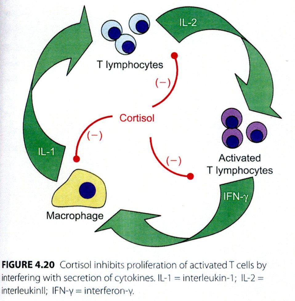 H. Maurice Goodman, Physiology of the