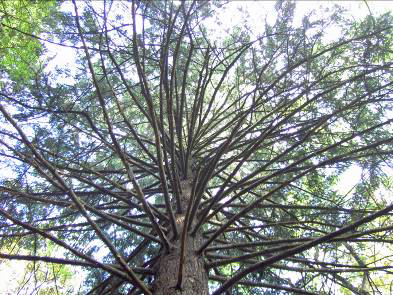 Douglaska v Újezdci douglaska tisolistá (Pseudotsuga menziesii (Mirbel)