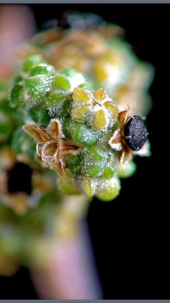 Polygonaceae Rumex obtusifolius Plod je nažka,