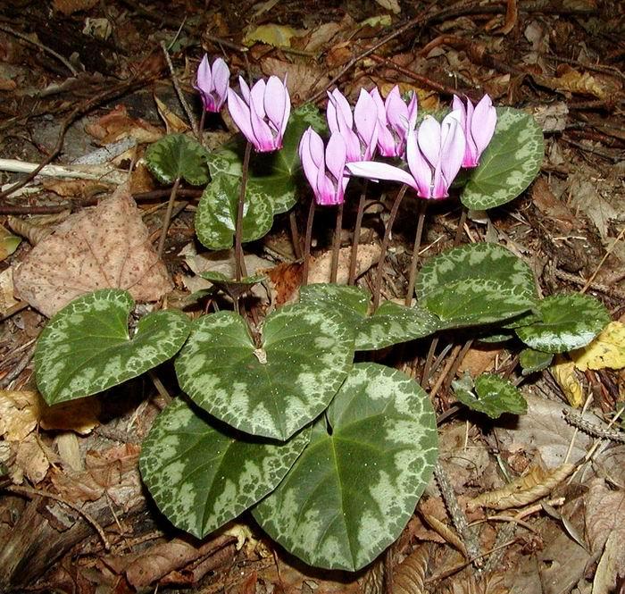 Primulaceae drchnička rolní (Anagallis