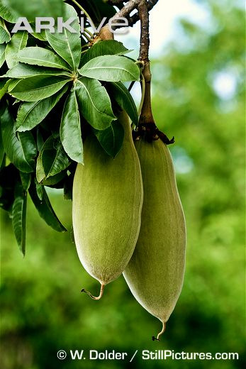 Englerem v botanické zahradě v Lipsku 1894 Čeleď Proteaceae výskyt zejmána v Chile, Jižní Africe a v Austrálii 80 rodů, 2 000 druhů Antarktická flóra Protea cynaroides King protea