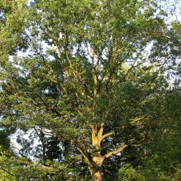 Otavský dub - nejmohutnější soliterní strom západní části strakonického Podskalí. Strom má obvod kmene 340 cm, výšku 22 m a starý je 250 let.