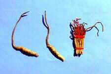 Cordyceps (housenice) kyjovitá stopkatá stromata paraziti členovců, několik druhů na