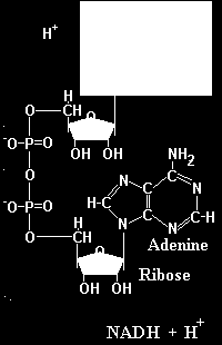 Kofaktory oxidoreduktas Nikotinamidadenindinukleotid Kyselina