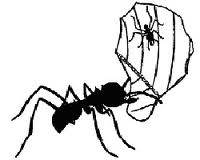KOMUNIKÁCIA U mravcov existujú dva spôsoby prenosu informácií. Prvým spôsobom je tzv. kontaktná reč, ktorá prebieha prostredníctvom dotykov dvoch jedincov tykadlami.