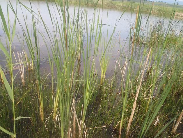 Metodika sledování Po hydrobiologické stránce byl hodnocen: charakter litorální zóny (vzorky vody) a vertikální zonace (stratifikace, zonační odběry) Hydrobiologický monitoring byl speciálně zaměřen