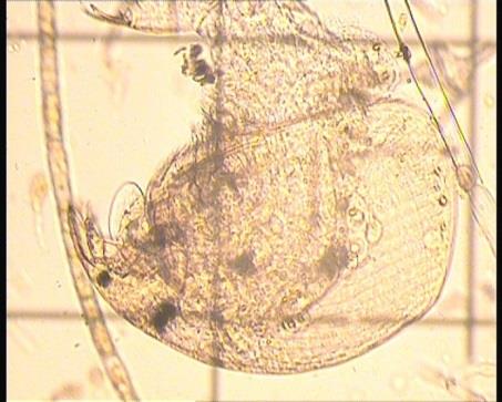 Fytoplankton Zlativky (E): masový výskyt v r. 2011 (např. Mallomonopsis akromos, Synura uvella, Dinobryon divergens). Fytoplankton čistých, spíše oligotrofních nádrží s chladnější vodou.