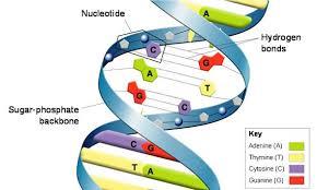 Úvod anorganické Organické přírodní písek DNA