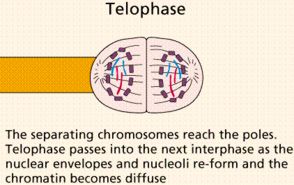 Telofáze
