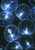 bioluminiscence Noctiluca