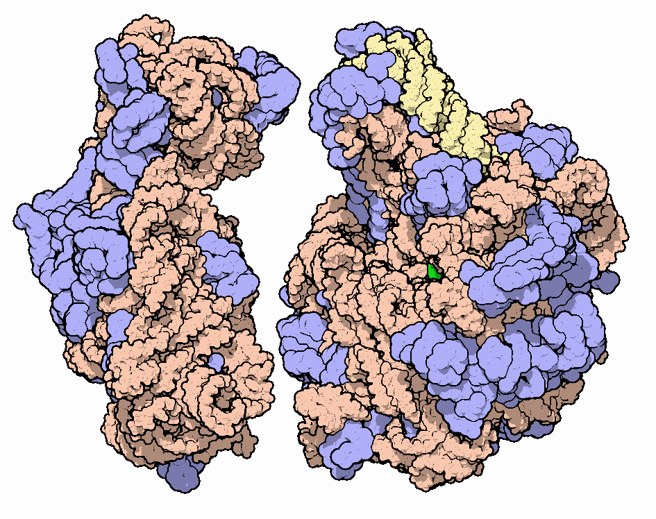 Ribosom komplex proteinů