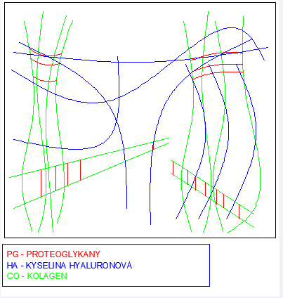 UTB ve Zlíně, Fakulta technologická 23 1.5.3 Hyaluronan ve sklivci oka Sklivec je stabilní gel, který u lidí nebo u některých zvířat obsahuje hyaluronan.