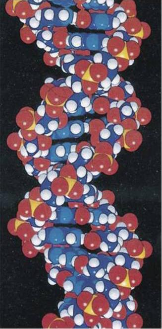 DNA, nesoucí informaci pro stavbu jedné bílkoviny, molekulární předpoklad