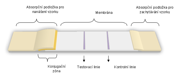 2.1. Složení LFIA Lateral flow testy se připravují ve dvou možných uspořádáních lišících se typem detegovaných analytů: (1) přímé (také označované jako sendvičové uspořádání) se využívá pro detekci