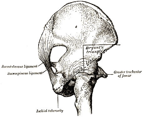 2.3 Orientace pánve v sagitální rovině 2.3.1 Možnosti klinického hodnocení Jak jiţ bylo zmíněno v kapitole funkční anatomie, hodnota inclinatio pelvis normalis činí asi 60 º (Číhák, 2001; Anonymus, 2011).