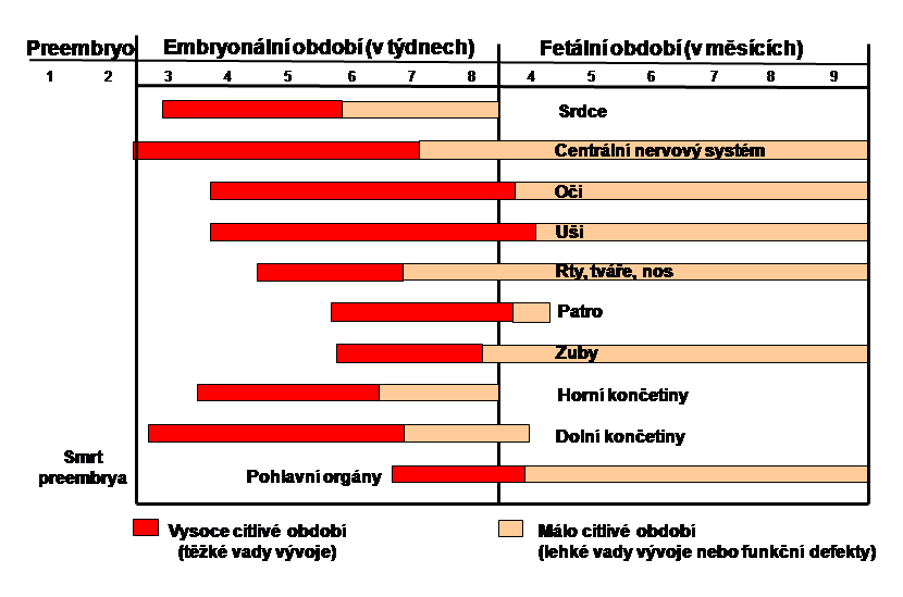 k dokončování vývoje plicních váčků a zvyšuje se krevní průtok plicním oběhem.