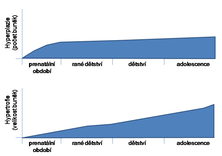 Obr. 1.2. Změny v charakteru růstu hyperplazií a hypertrofií v průběhu postnatálního vývoje (upraveno podle Malina et al. 2004, s. 4).